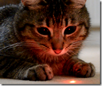 [cat and laser pointer]