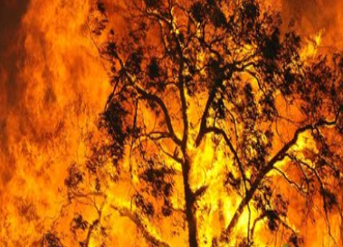 victorian bushfires panorama