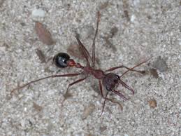 Semut Bullet Amerika Selatan ini diketahui memiliki sengatan paling menyakitkan