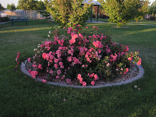 Lawn with large deep pink rose bush.