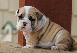 Bulldog Cachorros, parte 3