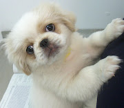 Pekingese Puppy Pictures