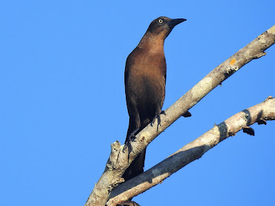 Great-tailed Grackle