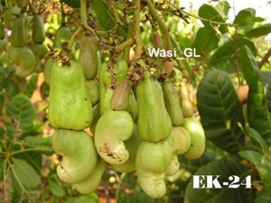 cashewnews_045