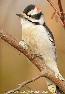 Downy Woodpecker, Toronto photographer Robert Rafton