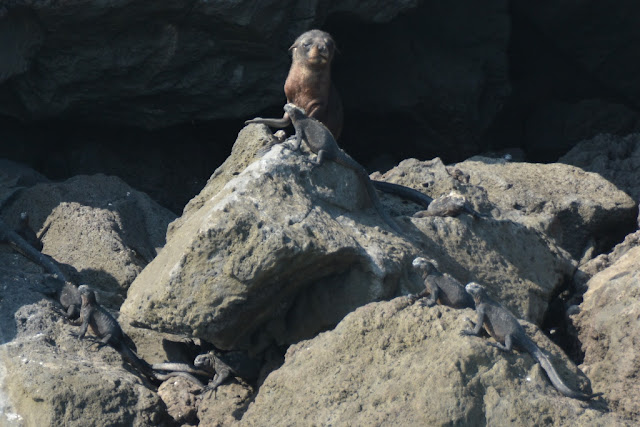 Punta Vicente Roca seal