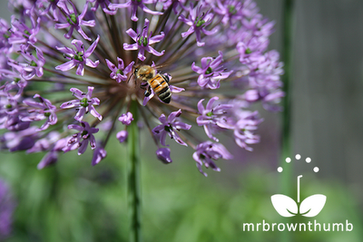 How to collect Allium seeds