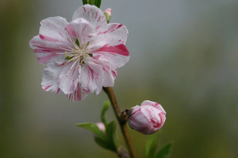 我が家の花桃