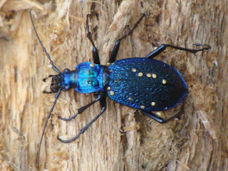 Carabus (Chaetocarabus) intricatus intricatus DSC48548