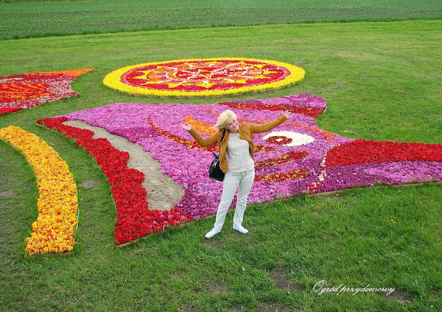 Żulawski tulipan w Mokrym Dworze 2015