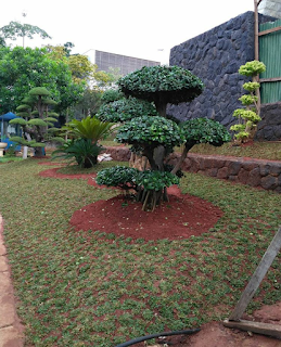 Taman dengan bonsai