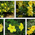 ALAMANDA/ Allamanda cathartica