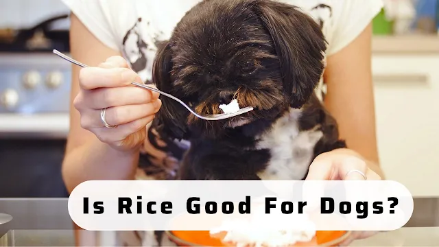 Is Rice Good For Dogs pro and cons you should know before
