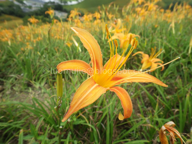 Hualien Sixty Stone Mountain daylily flowers