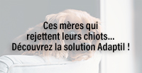  Ces mères qui rejettent leurs chiots… Découvrez la solution Adaptil !