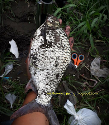 Cara mancing wader beles, di sungai