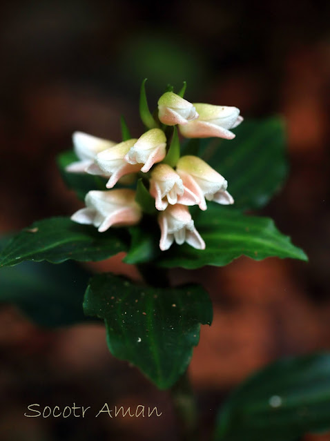 Goodyera foliosa