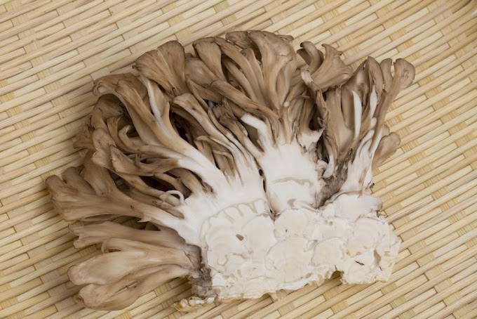 What is maitake mushroom?