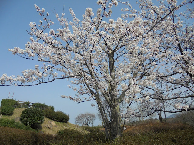 大山ペンション展望駐車場近くの空き地のソメイヨシノ桜