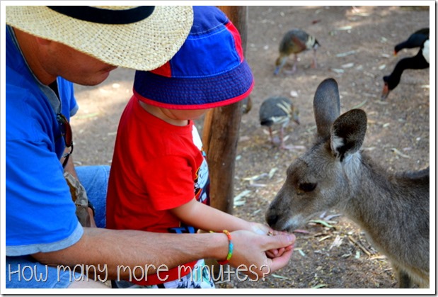 Billabong Sanctuary | How Many More Minutes?