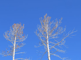blue sky behind pines