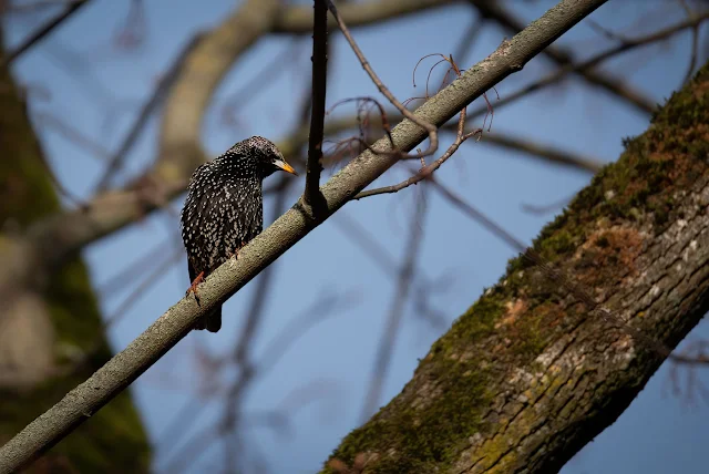 Graur (Sturnus vulgaris)