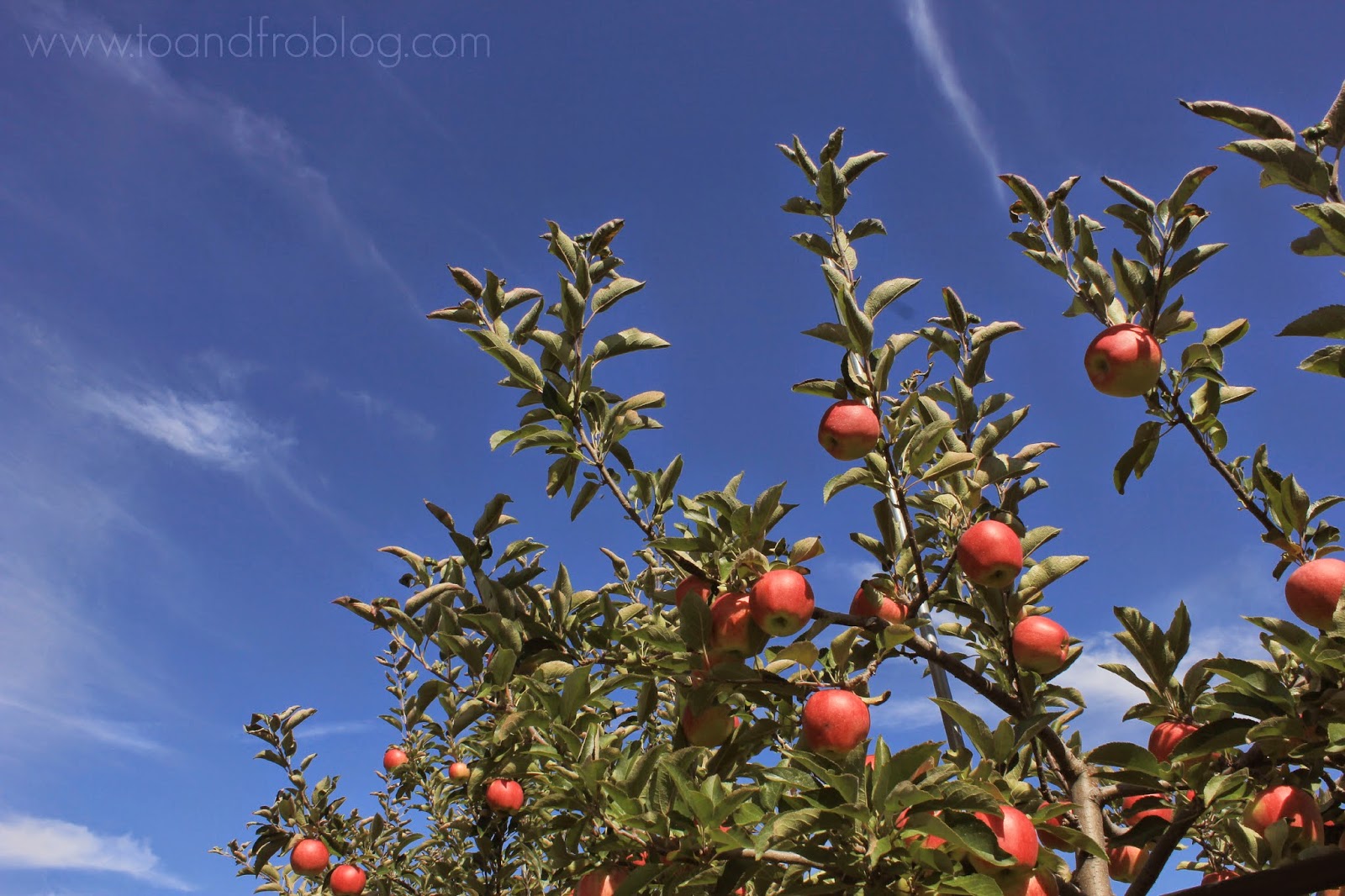 Tips for Apple Picking with Your Family