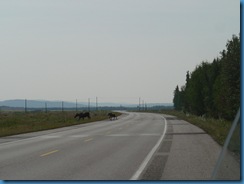 Moose cow and calf crossing highway