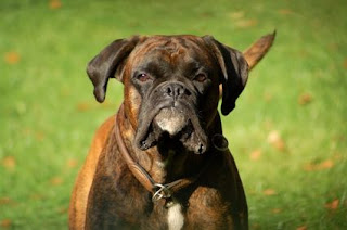 Raza de perro Boxer