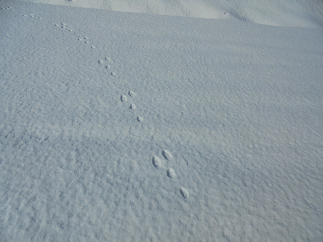 山の影で雪に何かが歩いた足跡のようなものが残っていました