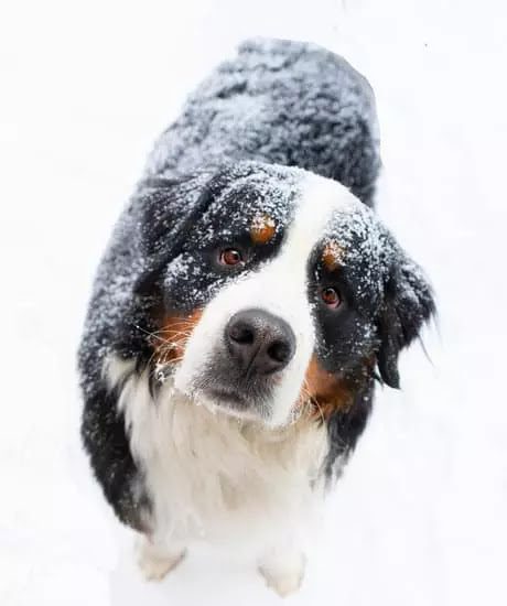Bernese Mountain Dog | Top 10 Cutest Large Dog Breeds