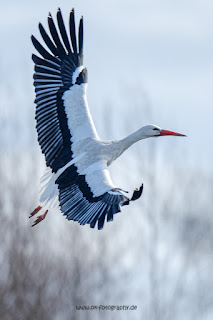 Wildlifefotografie Lippeaue Weißstorch Olaf Kerber