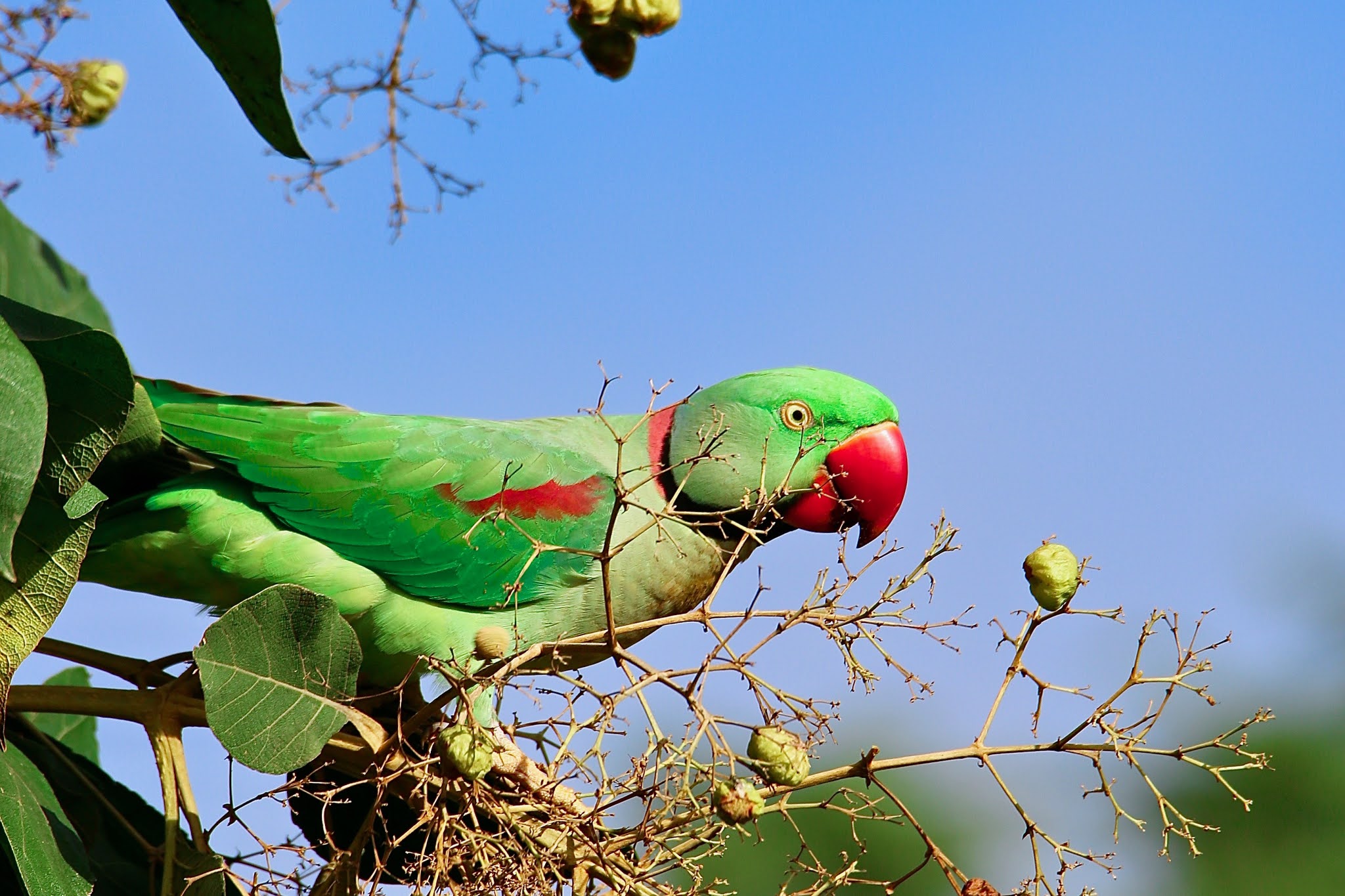 Alexandrine Parakeet parrot Indian birds, large images high resolution free