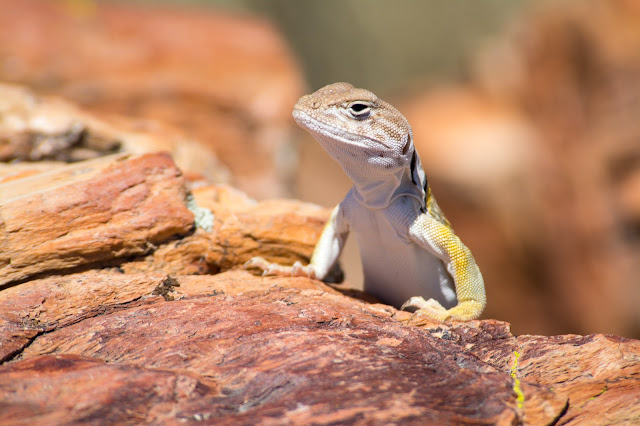 Sonoran Collared Lizard, Petrified Forest National Park