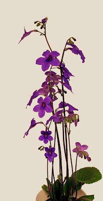 Streptocarpus Domino