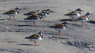 Arenaria interpres - Tournepierre à collier