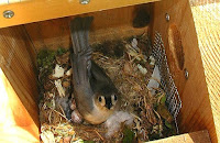 Nesting Boxes Birds