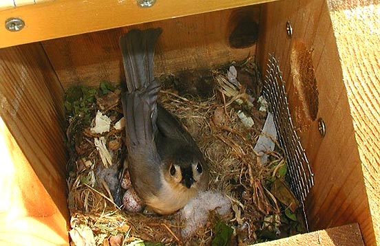 Nesting Boxes Birds