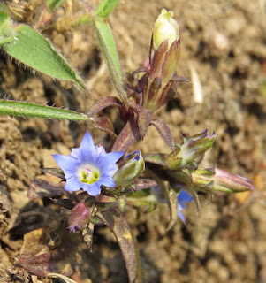 Gentiana species