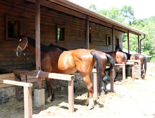 Horses in their stables