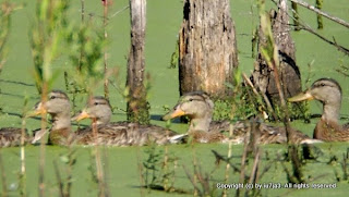 Mallards and Ducklings