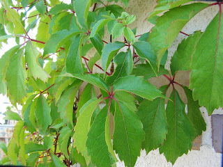 Parra virgen o enredadera de Virginia (Parthenocissus quinquefolia (L.) Planch.).