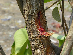 Raktakanchan red exudate from a tree stem