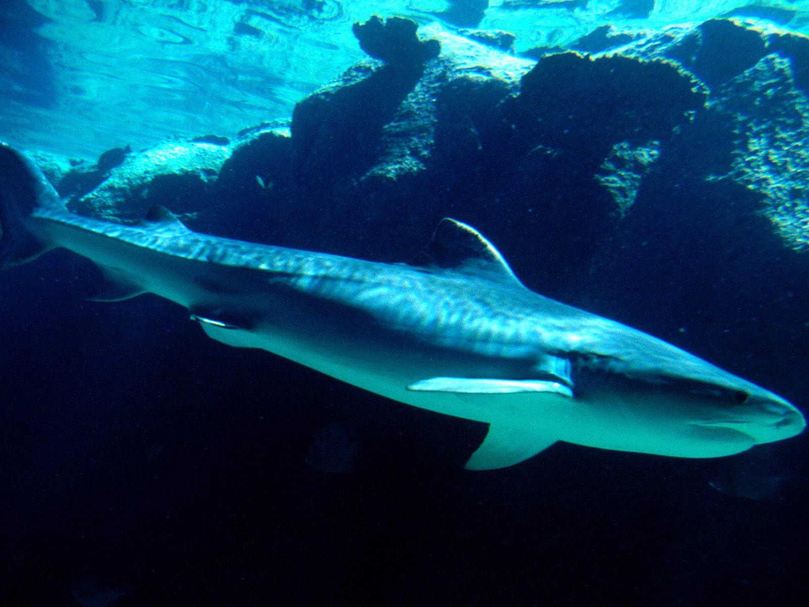 Tiger Shark Bahamas