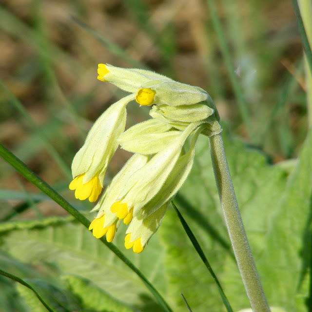 Cowslip Primula veris, Indre et Loire, France. Photo by Loire Valley Time Travel.