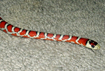 snakes: return of pyro the mountain king snake