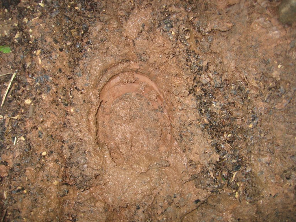 Der Pfad durch den Wald, für mehrere Kilometer immer am Wall entlang ...