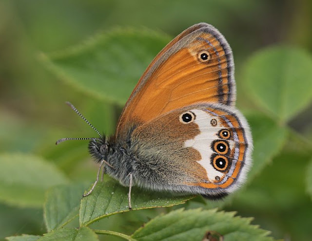 Coenonympha arcania, Weißbindiges Wiesenvögelchen