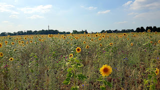 Streublumenwiese - zuhause ist auch schön