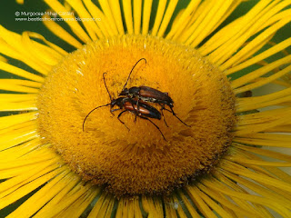 Stenurella (Stenurella) melanura couple DSC90734